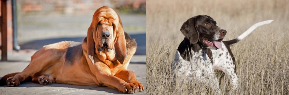 Old Danish Pointer vs Bloodhound - Breed Comparison