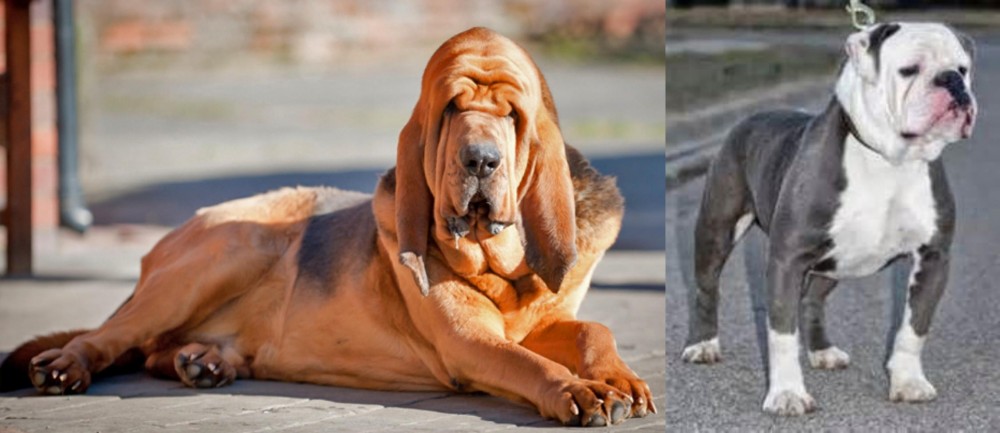 Old English Bulldog vs Bloodhound - Breed Comparison