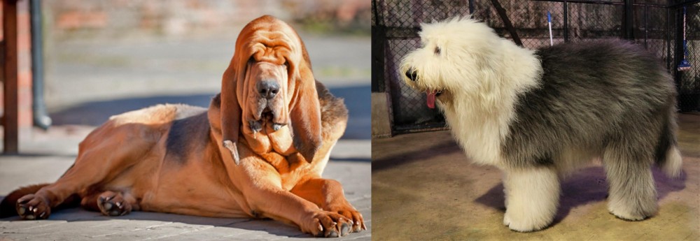 Old English Sheepdog vs Bloodhound - Breed Comparison
