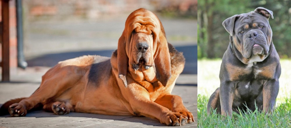 Olde English Bulldogge vs Bloodhound - Breed Comparison