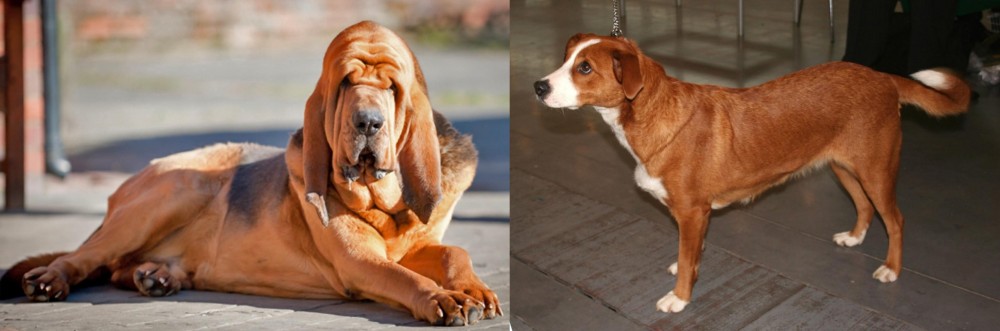 Osterreichischer Kurzhaariger Pinscher vs Bloodhound - Breed Comparison