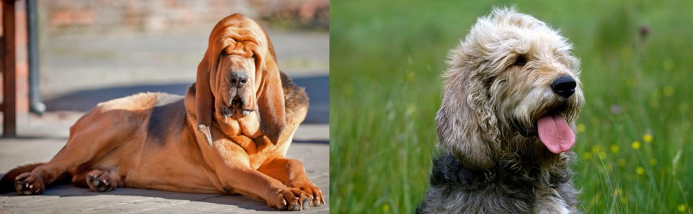 Otterhound vs Bloodhound - Breed Comparison