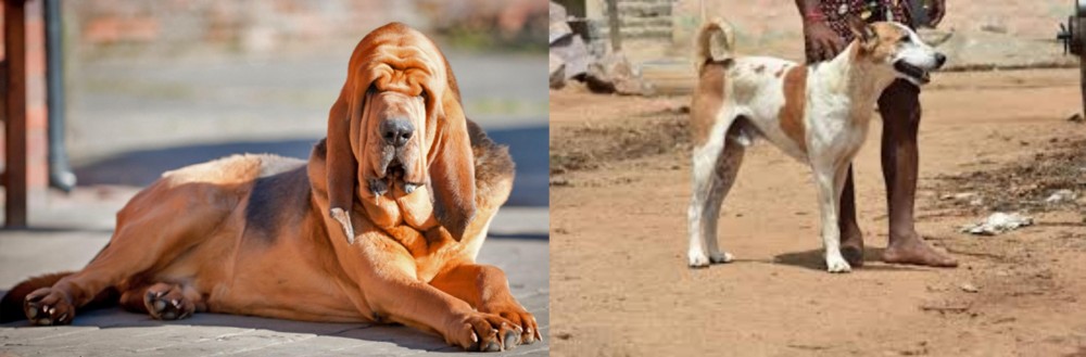 Pandikona vs Bloodhound - Breed Comparison