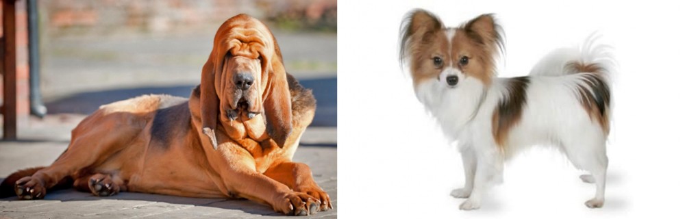 Papillon vs Bloodhound - Breed Comparison