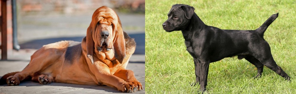 Patterdale Terrier vs Bloodhound - Breed Comparison