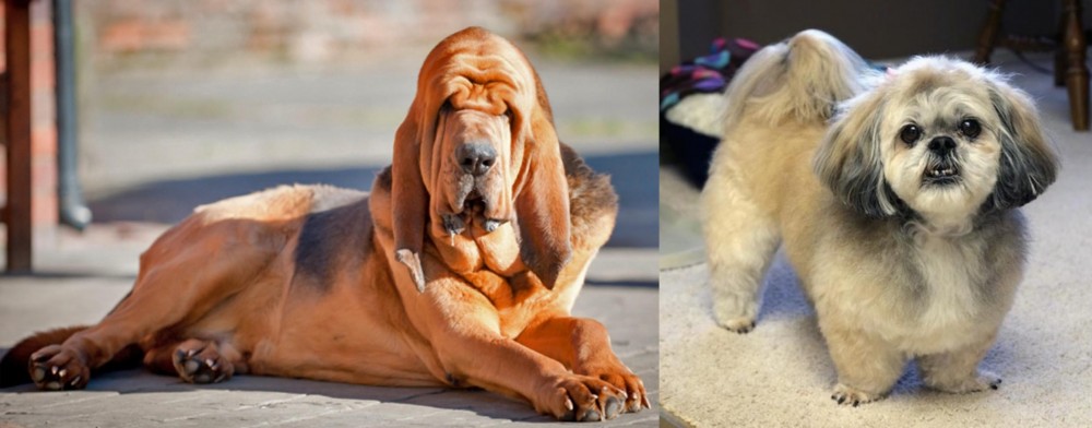 PekePoo vs Bloodhound - Breed Comparison