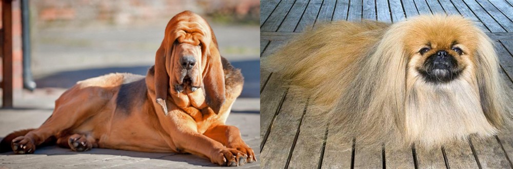 Pekingese vs Bloodhound - Breed Comparison
