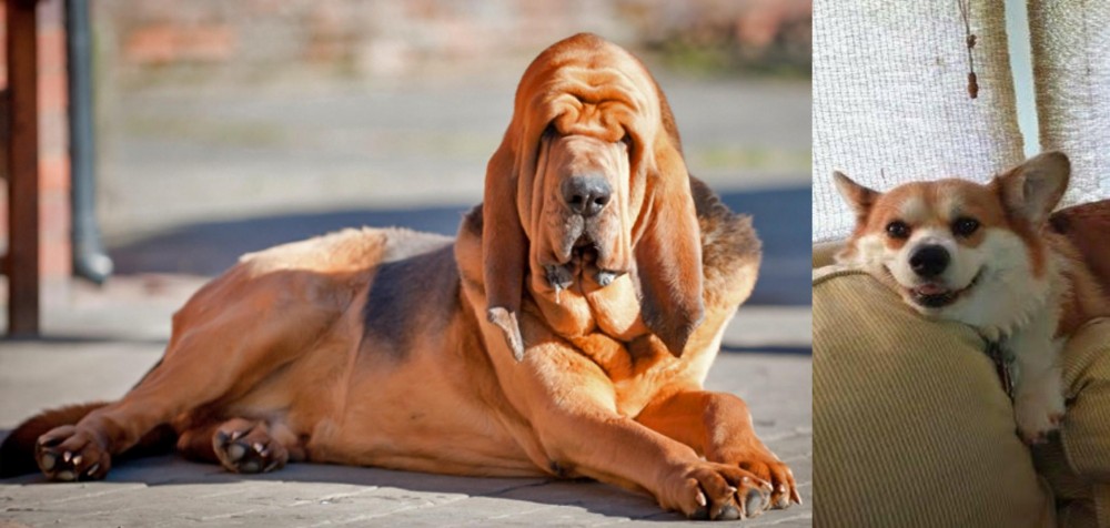 Pembroke Welsh Corgi vs Bloodhound - Breed Comparison