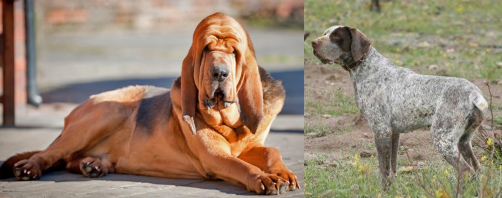 Perdiguero de Burgos vs Bloodhound - Breed Comparison