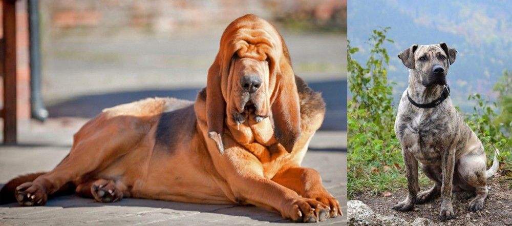 Perro Cimarron vs Bloodhound - Breed Comparison