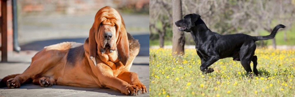 Perro de Pastor Mallorquin vs Bloodhound - Breed Comparison
