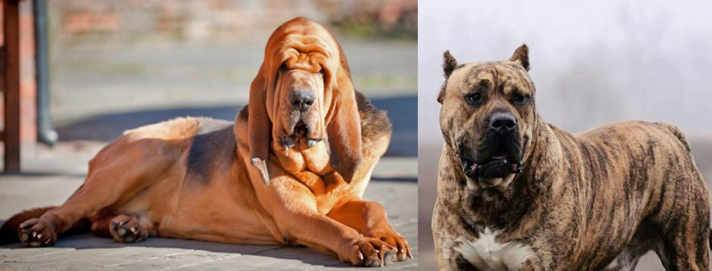 Perro de Presa Canario vs Bloodhound - Breed Comparison