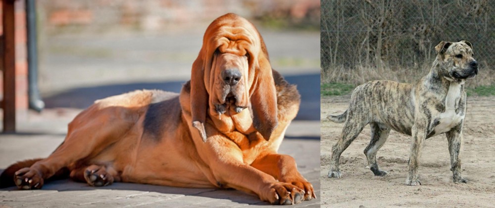 Perro de Presa Mallorquin vs Bloodhound - Breed Comparison