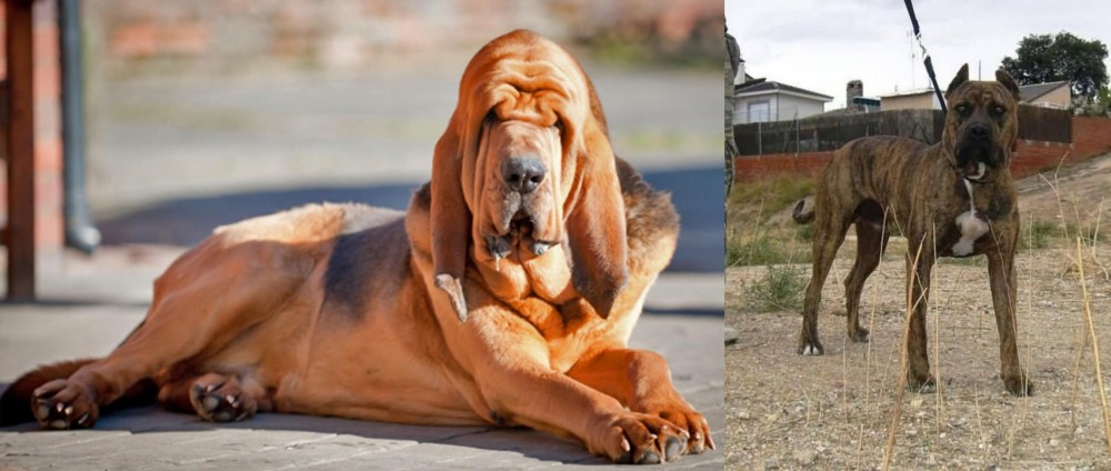 Perro de Toro vs Bloodhound - Breed Comparison
