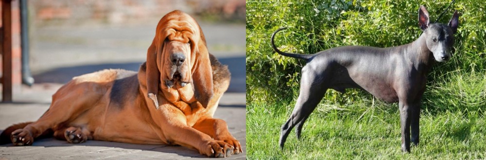Peruvian Hairless vs Bloodhound - Breed Comparison