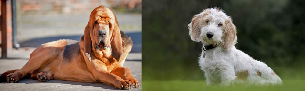 Petit Basset Griffon Vendeen vs Bloodhound - Breed Comparison