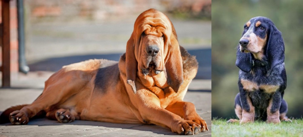 Petit Bleu de Gascogne vs Bloodhound - Breed Comparison