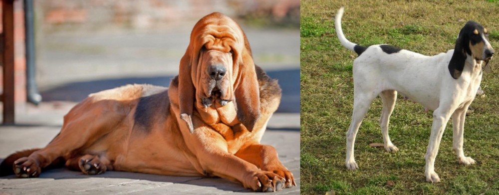 Petit Gascon Saintongeois vs Bloodhound - Breed Comparison