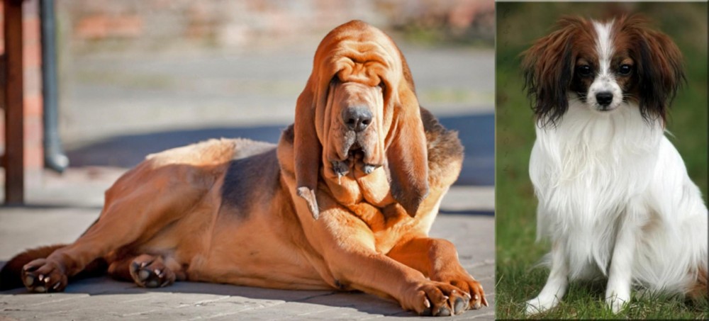Phalene vs Bloodhound - Breed Comparison