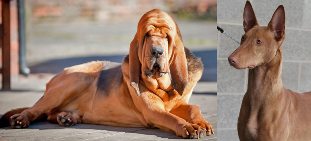Pharaoh Hound vs Bloodhound - Breed Comparison