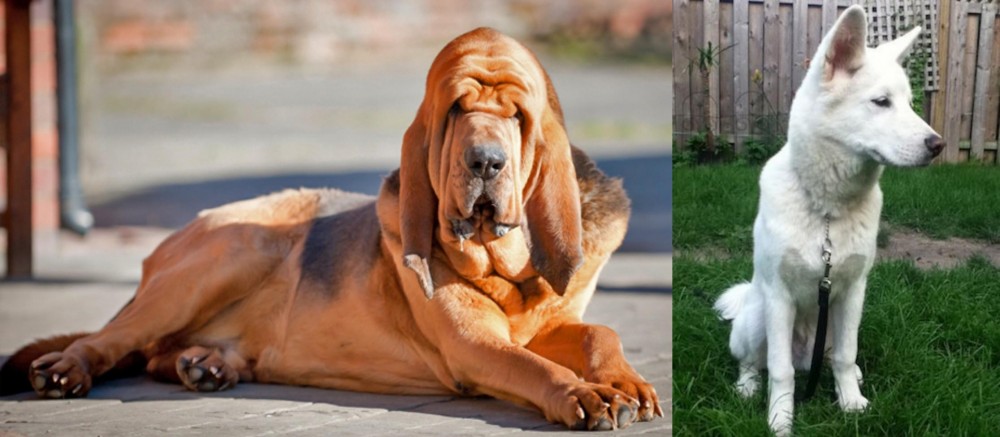 Phung San vs Bloodhound - Breed Comparison