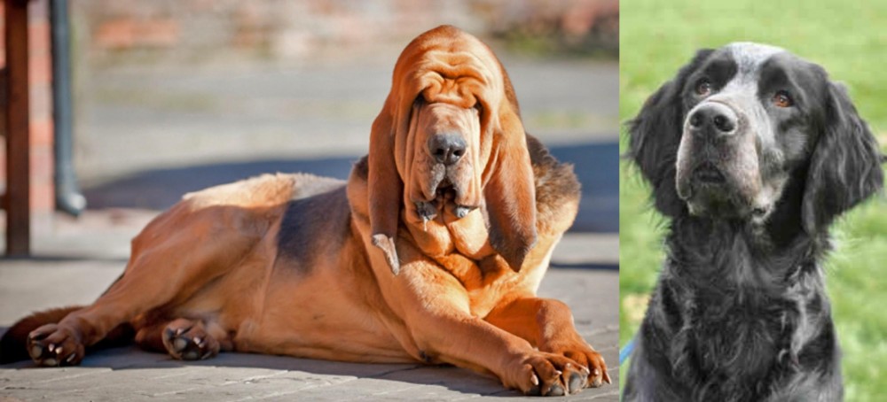Picardy Spaniel vs Bloodhound - Breed Comparison