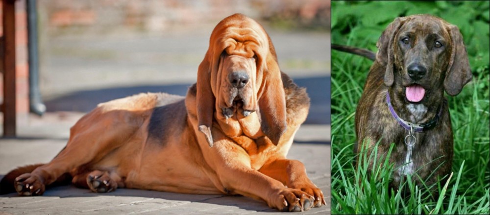 Plott Hound vs Bloodhound - Breed Comparison