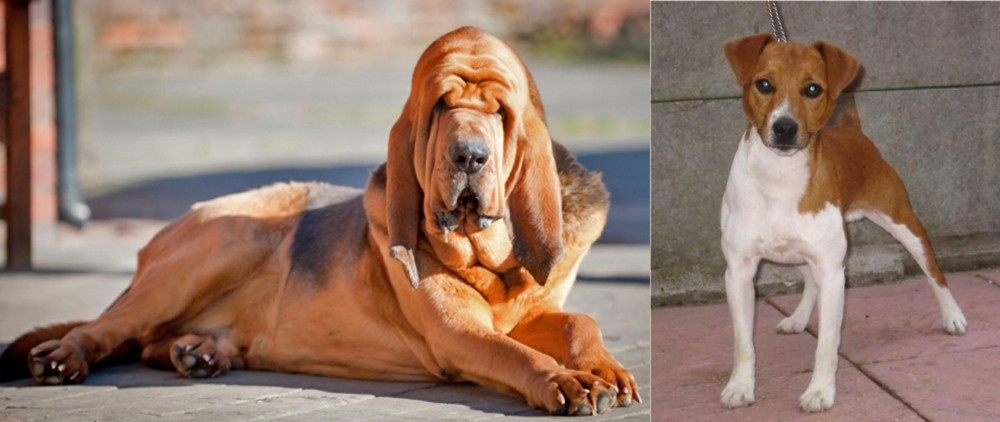 Plummer Terrier vs Bloodhound - Breed Comparison