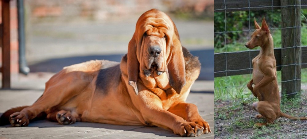 Podenco Andaluz vs Bloodhound - Breed Comparison