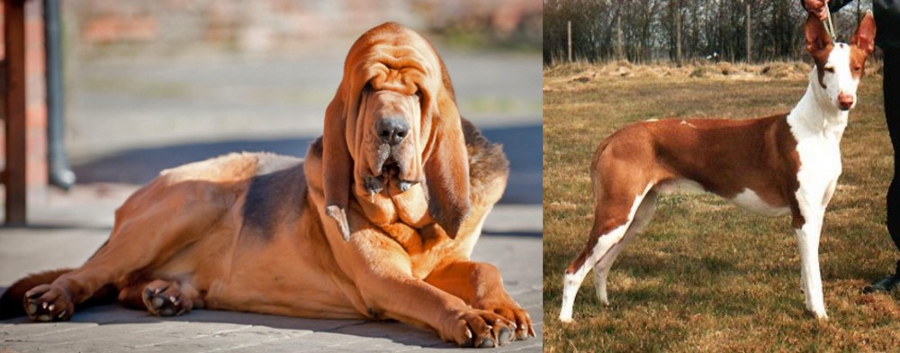 Podenco Canario vs Bloodhound - Breed Comparison