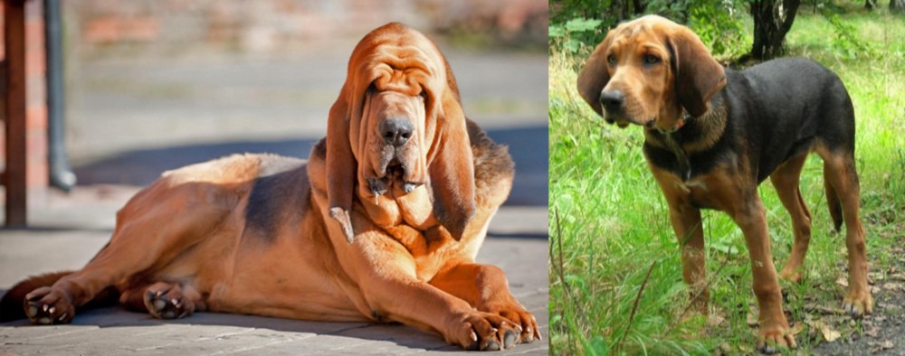 Polish Hound vs Bloodhound - Breed Comparison