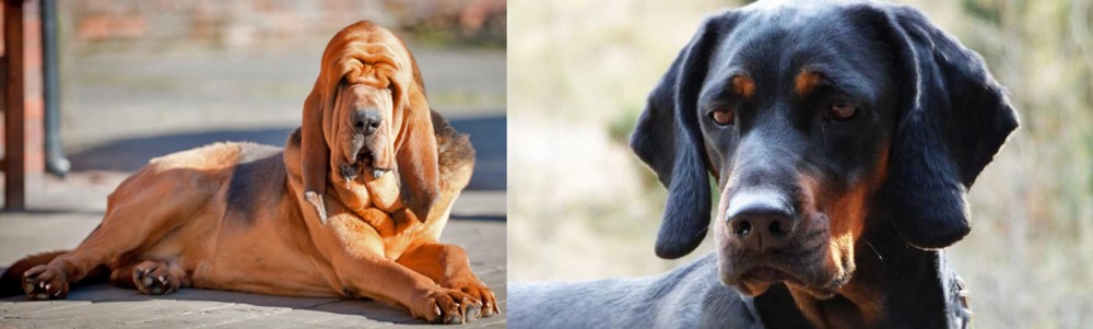 Polish Hunting Dog vs Bloodhound - Breed Comparison