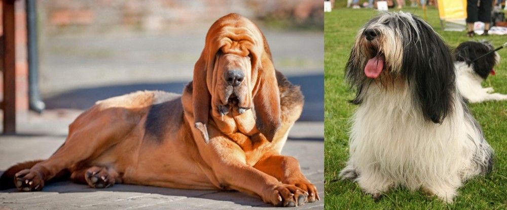 Polish Lowland Sheepdog vs Bloodhound - Breed Comparison
