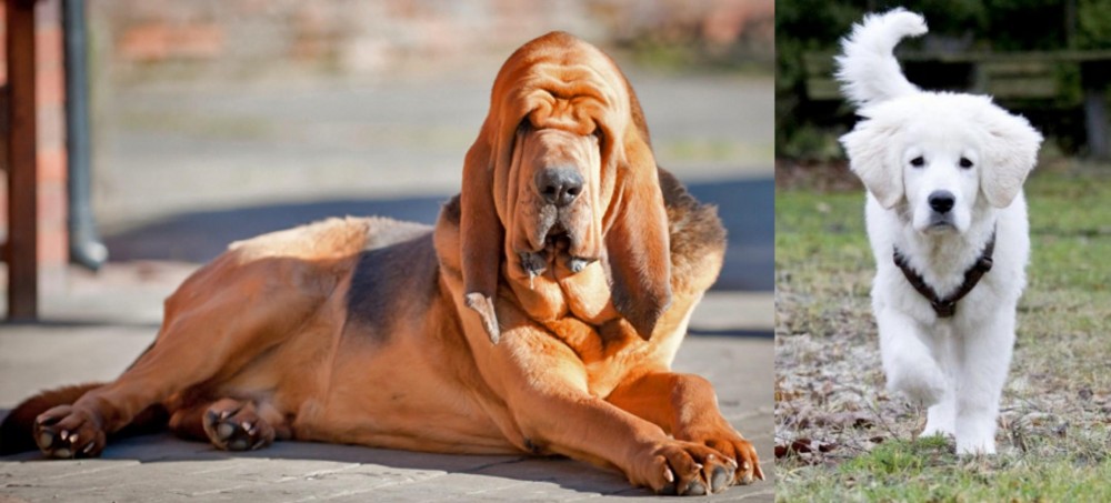 Polish Tatra Sheepdog vs Bloodhound - Breed Comparison
