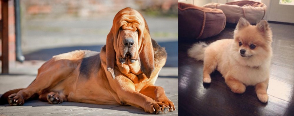 Pomeranian vs Bloodhound - Breed Comparison