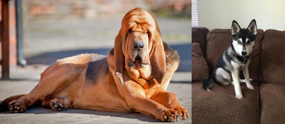 Pomsky vs Bloodhound - Breed Comparison