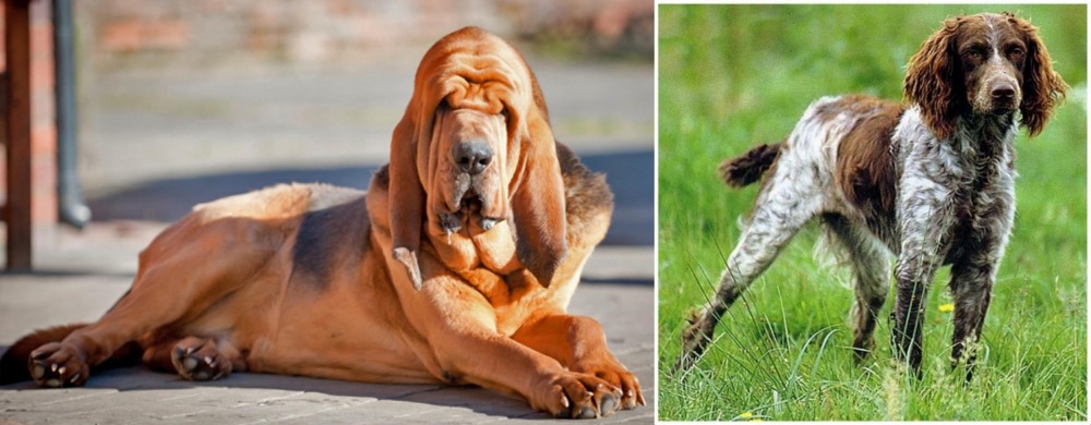 Pont-Audemer Spaniel vs Bloodhound - Breed Comparison