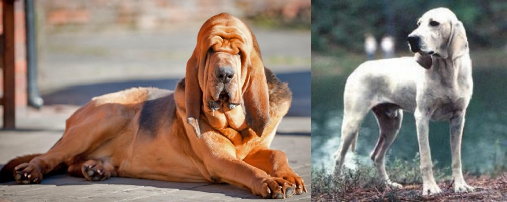 Porcelaine vs Bloodhound - Breed Comparison