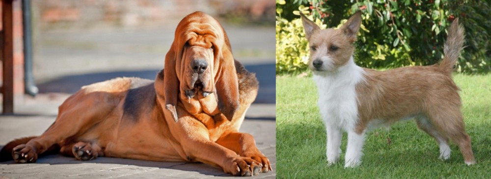 Portuguese Podengo vs Bloodhound - Breed Comparison