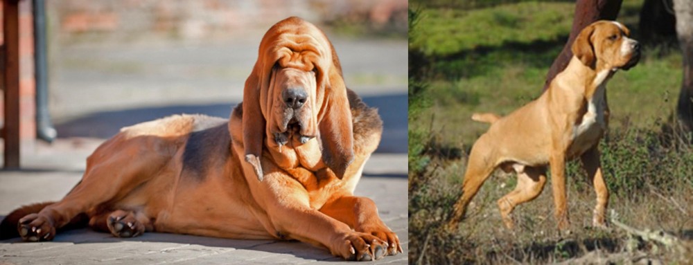 Portuguese Pointer vs Bloodhound - Breed Comparison