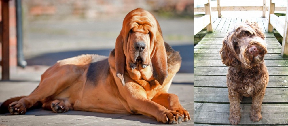 Portuguese Water Dog vs Bloodhound - Breed Comparison