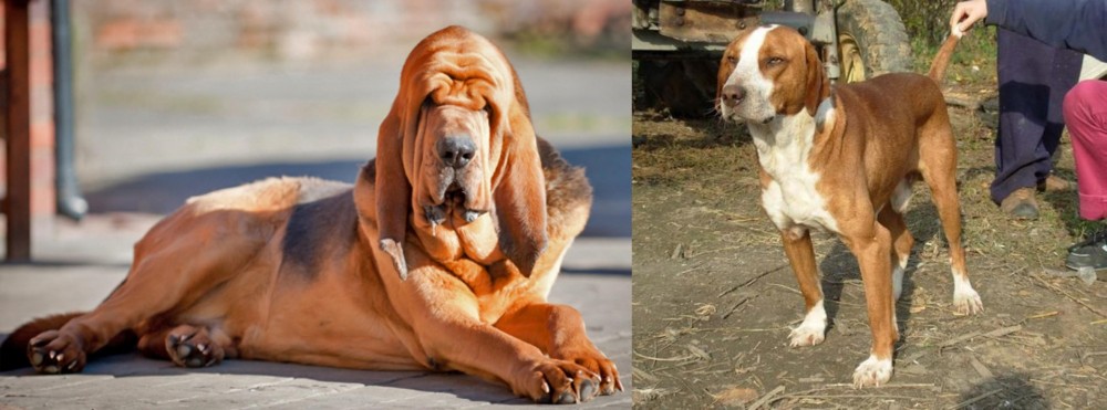 Posavac Hound vs Bloodhound - Breed Comparison