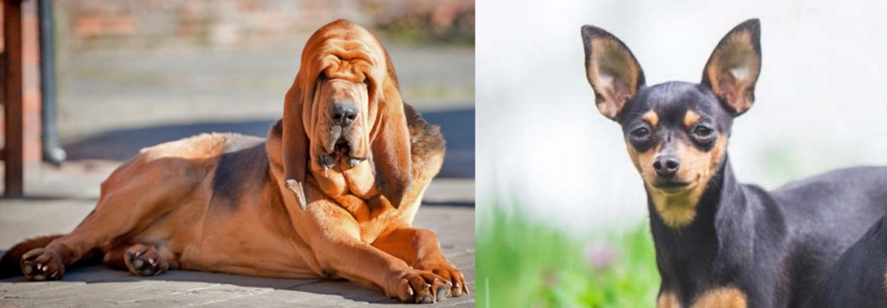 Prazsky Krysarik vs Bloodhound - Breed Comparison