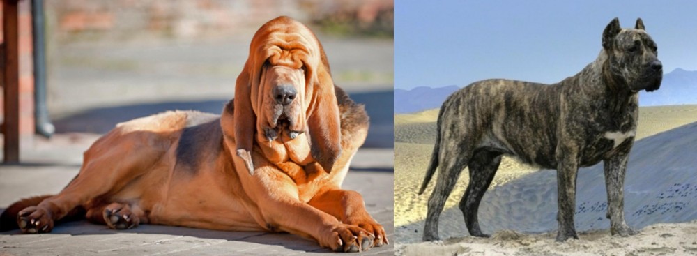Presa Canario vs Bloodhound - Breed Comparison
