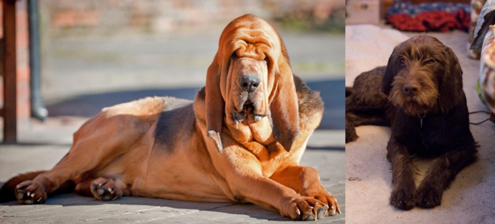 Pudelpointer vs Bloodhound - Breed Comparison