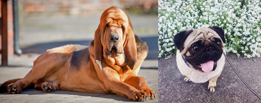 Pug vs Bloodhound - Breed Comparison