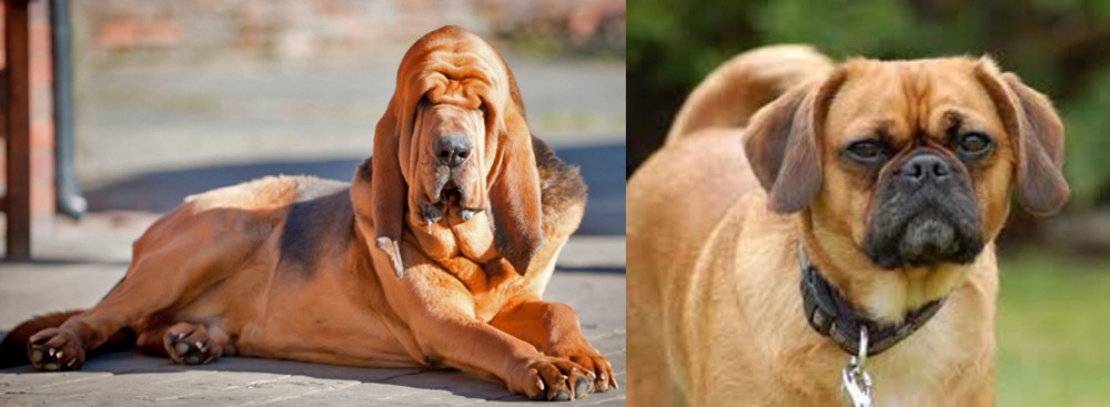 Pugalier vs Bloodhound - Breed Comparison