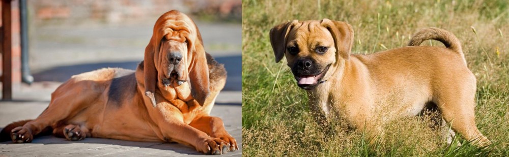 Puggle vs Bloodhound - Breed Comparison