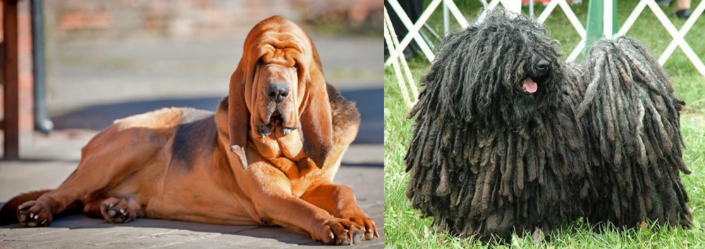 Puli vs Bloodhound - Breed Comparison