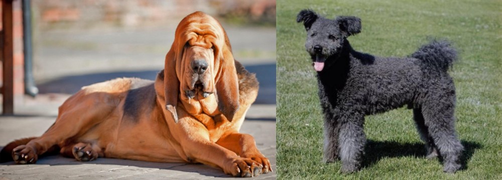 Pumi vs Bloodhound - Breed Comparison